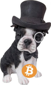 dog with monocle