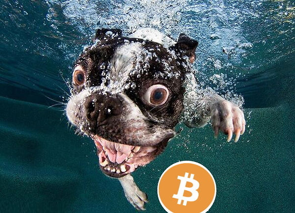 dog swim for BTC