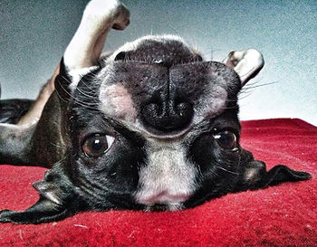 upside down boston terrier
