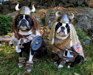 puppies in viking costume