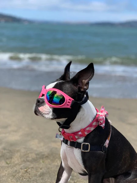 Boston Terrier on beach with sunglasses