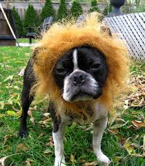 dog dressed as lion