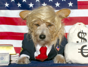 Dog dressed to look like Donald Trump