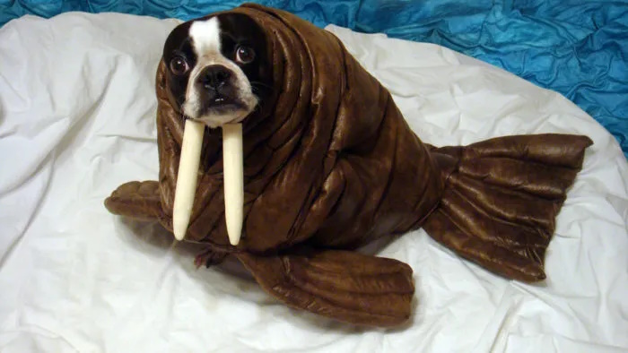 Boston terrier dressed as walrus